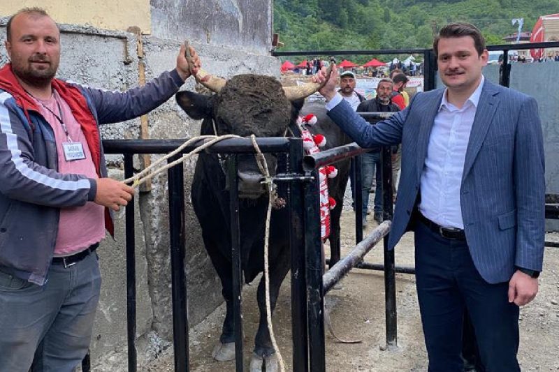 Borçka Çğala Boğa Güreşleri Festivali Sona Erdi